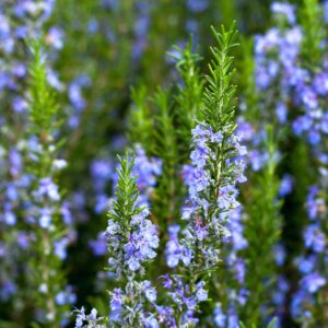 Lavender Rosemary