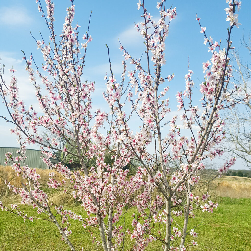 Peachtree Blooms