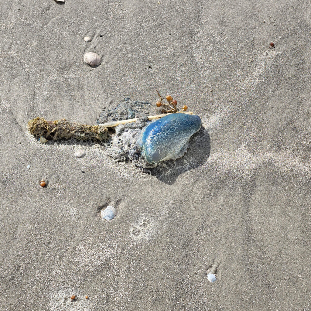 jellyfish at the beach