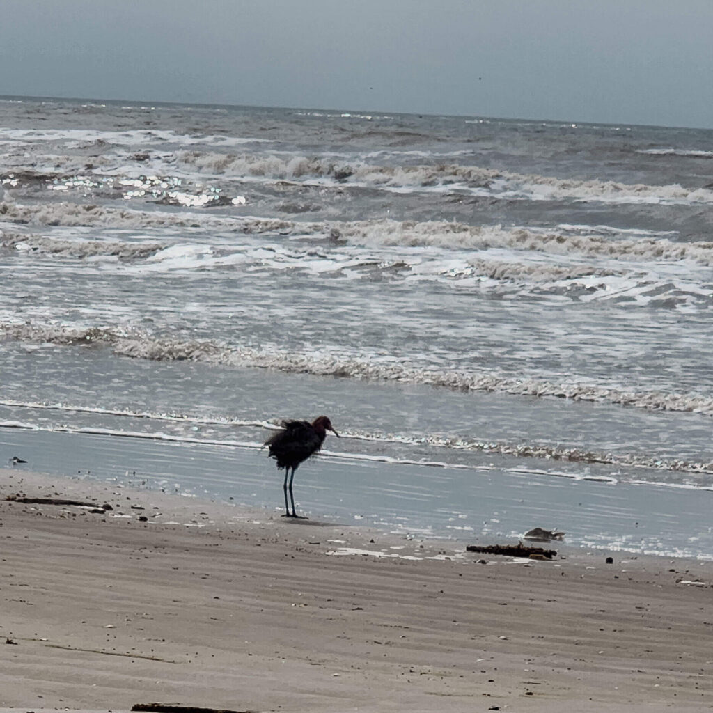 bird on water's edge at the beach