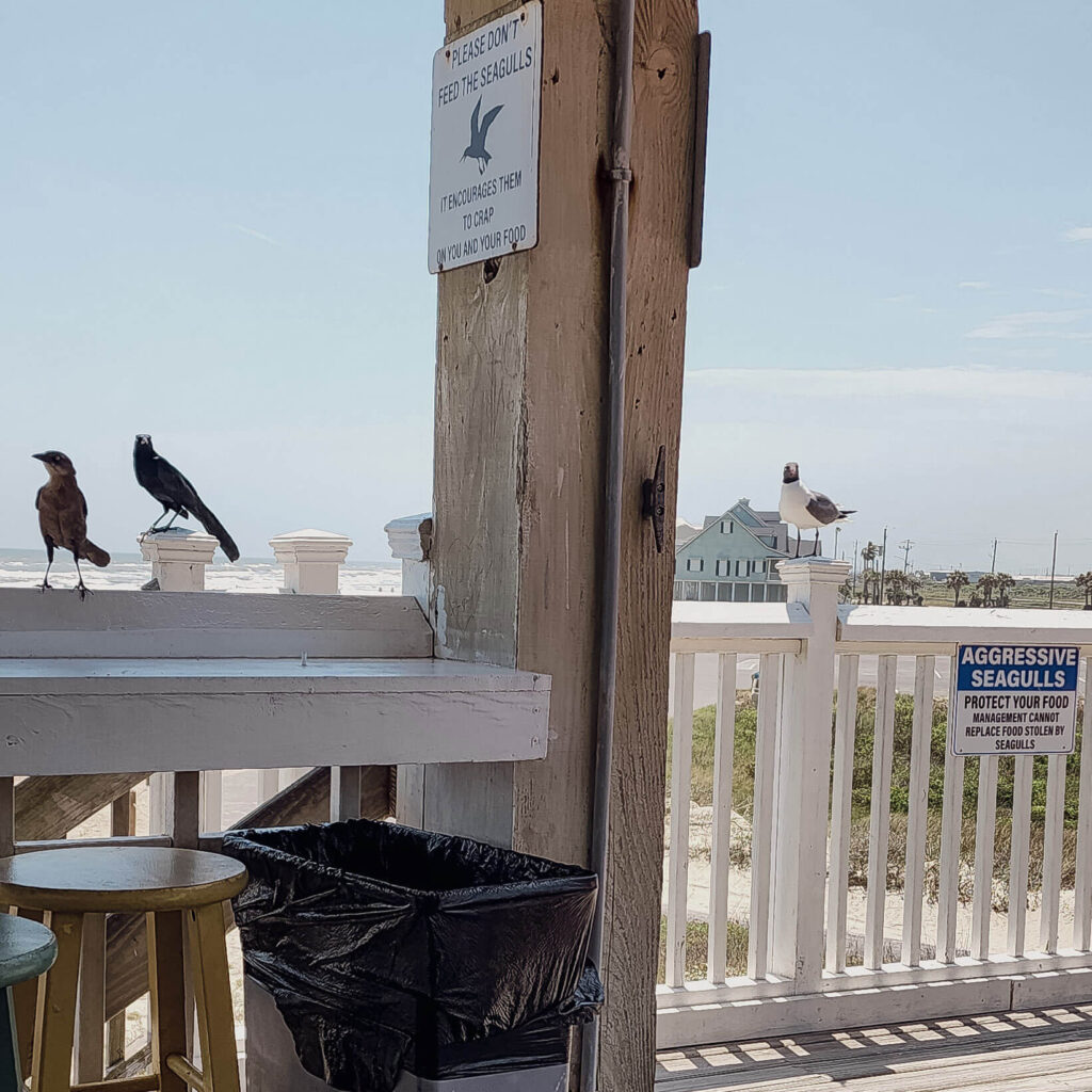 beach restaurant