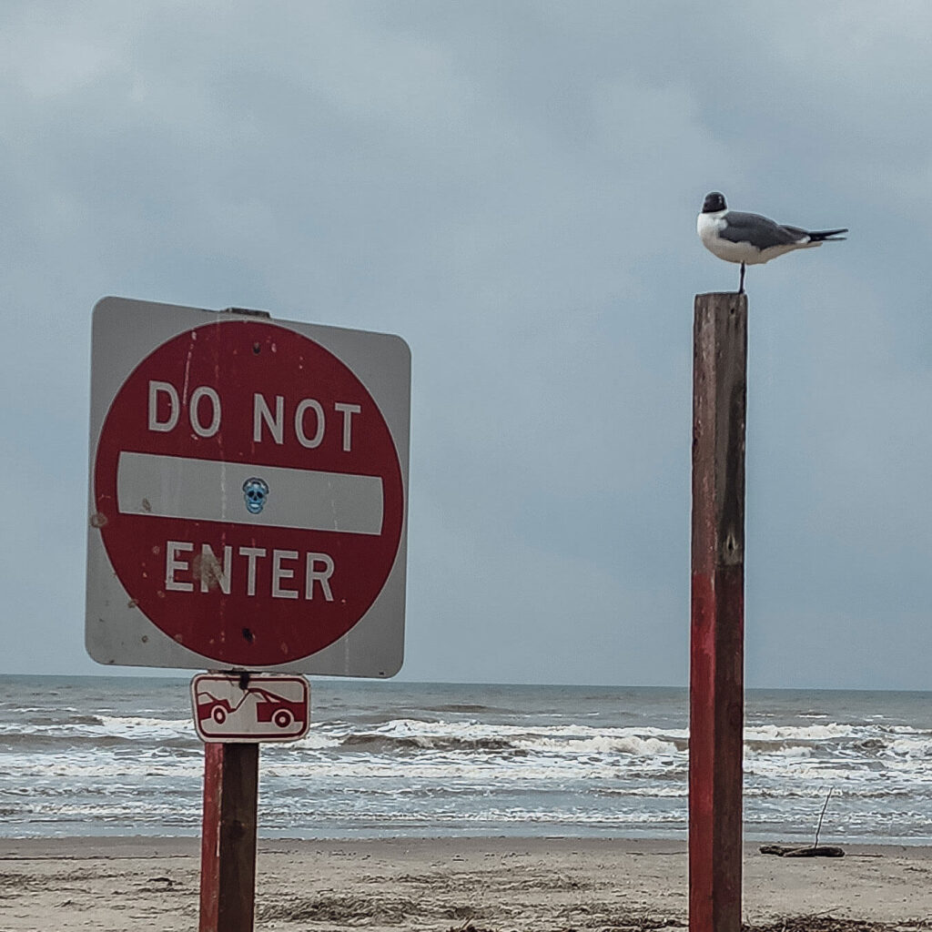 seagull on guard at the beach