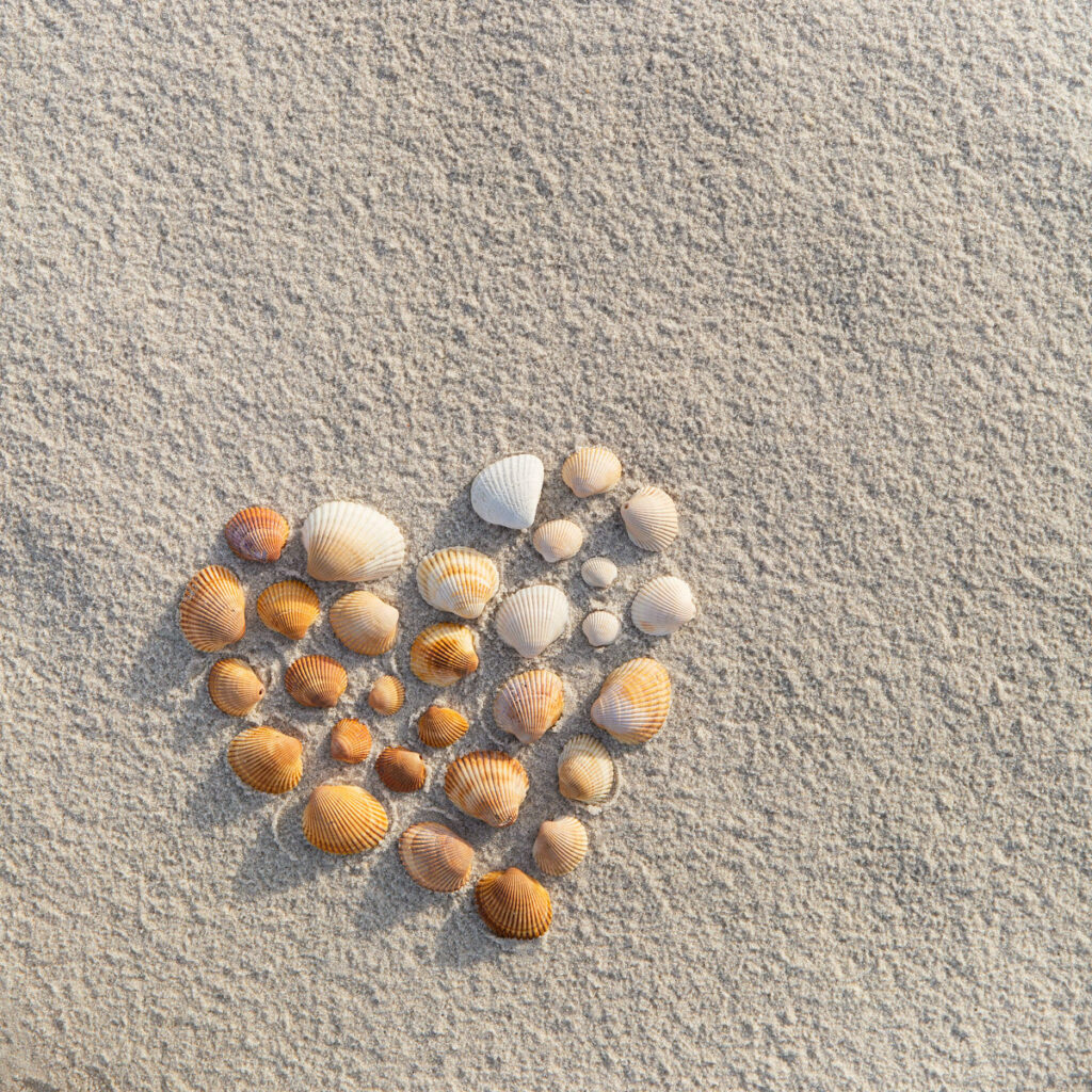 seashells in a heart shape on the sand.  